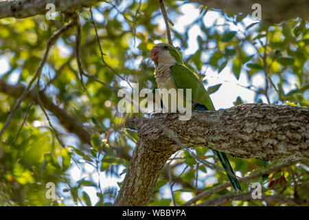 Nandy parrot poggia su un ramo in Clearwater, Florida Foto Stock