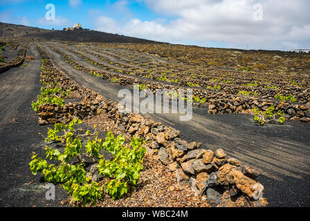 Lo straordinario paesaggio con vigneti di origine vulcanica. Vino tradizionale produzione di Lanzarote. Isole Canarie. Spagna Foto Stock