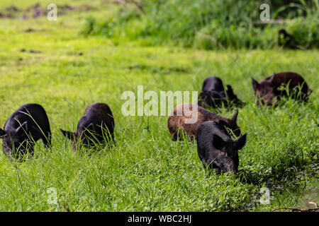 Cinghiali vagare in un campo in Florida Foto Stock