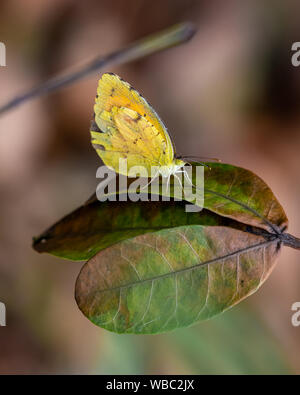 Giallo zolfo butterfly si siede su una foglia - Florida Foto Stock