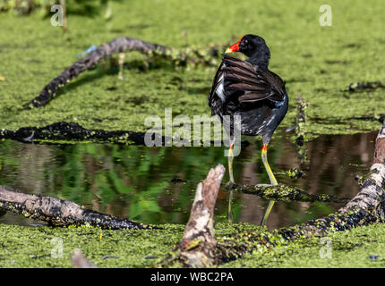 (Moorhen Gallinula chloropus), noto anche come marsh hen, o capriccioso coot Foto Stock