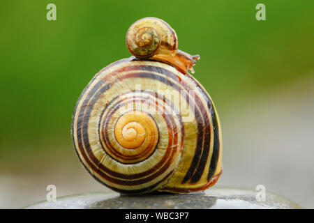 Brown-lumaca a labbro, Grove lumaca (Cepaea nemoralis) . I giovani su vecchi singoli. Svizzera Foto Stock