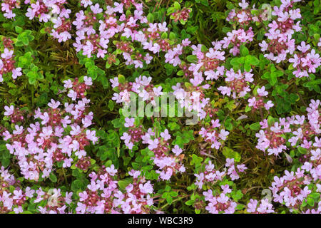 Wild Thymian (Thymus serpyllum), fioritura. Foto Stock