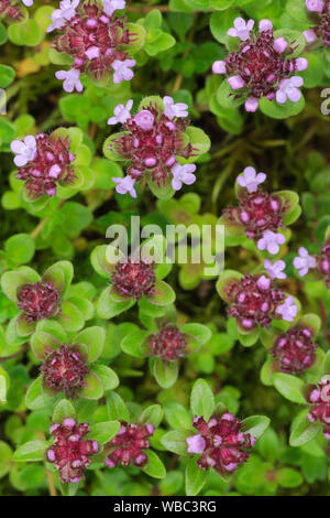 Wild Thymian (Thymus serpyllum), fioritura. Foto Stock
