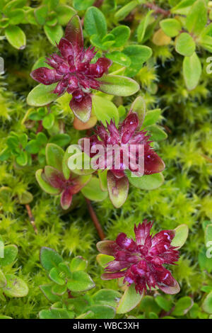 Wild Thymian (Thymus serpyllum), fioritura. Foto Stock