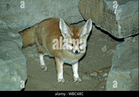 FENNEC volpe (Vulpes vulpes zerda). Tutti i sensi sono consapevoli. Grandi orecchie, o esterni pinna, non solo per rendere più acuta e una acustica direzionale ma offrono una superficie più grande per il corpo la perdita di calore e di rilascio in condizioni desertiche.​ Foto Stock