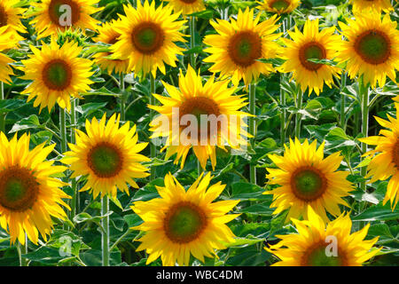 Comune di girasole (Helianthus annuus). Campo di fioritura. Svizzera Foto Stock