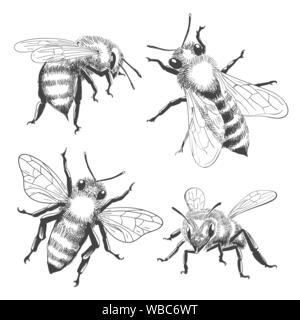 Bee incisioni. Il miele delle api animali disegni isolati su sfondo bianco, vintage vettore nero honeybee insetti, disegnato a mano illustrazione delle api Illustrazione Vettoriale