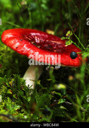 Commestibile fungo bianco con cappuccio arancione in bright green mossy forest floor. Foto Stock