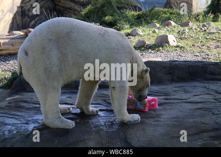 Akiak maschio orso polare Rostock Zoo polarium aperto giorno 22 Settembre 2018 Foto Stock