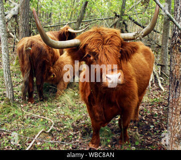 In prossimità di un altopiano Scozzese mucca con una vacca e un vitello lattante in background nella protezione della natura sito in Tallinn, Estonia Foto Stock