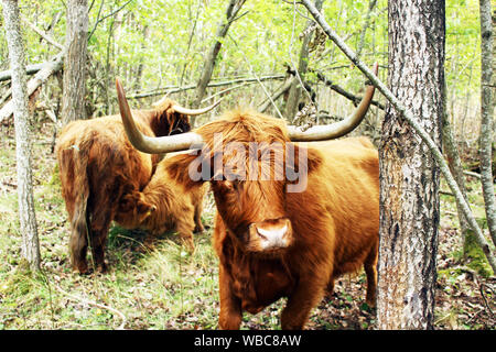 In prossimità di un altopiano Scozzese mucca con una vacca e un vitello lattante in background nella protezione della natura sito in Tallinn, Estonia Foto Stock