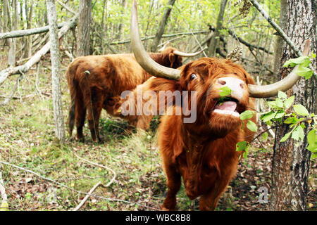 In prossimità di un altopiano Scozzese mucca con una vacca e un vitello lattante in background nella protezione della natura sito in Tallinn, Estonia Foto Stock