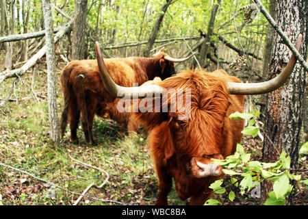 In prossimità di un altopiano Scozzese mucca con una vacca e un vitello lattante in background nella protezione della natura sito in Tallinn, Estonia Foto Stock