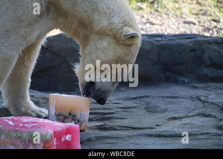 Akiak maschio orso polare Rostock Zoo polarium aperto giorno 22 Settembre 2018 Foto Stock