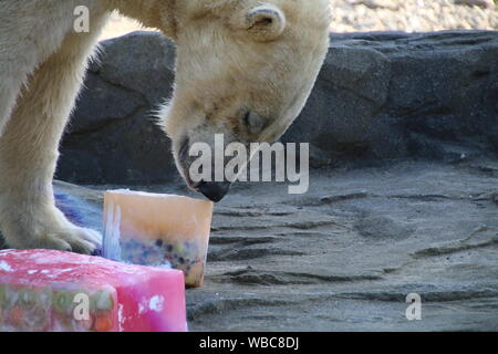 Akiak maschio orso polare Rostock Zoo polarium aperto giorno 22 Settembre 2018 Foto Stock