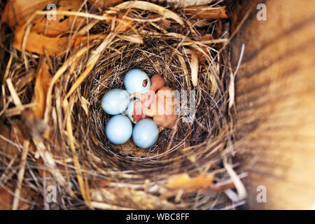 La schiusa i giovani pulcini del Pied Flycatcher catturati nel mezzo del processo di cova Foto Stock