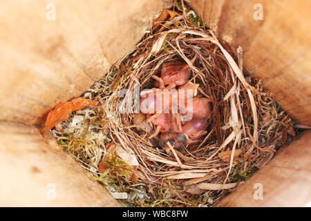 La schiusa i giovani pulcini del Pied Flycatcher catturati nel mezzo del processo di cova Foto Stock