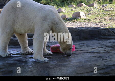 Akiak maschio orso polare Rostock Zoo polarium aperto giorno 22 Settembre 2018 Foto Stock