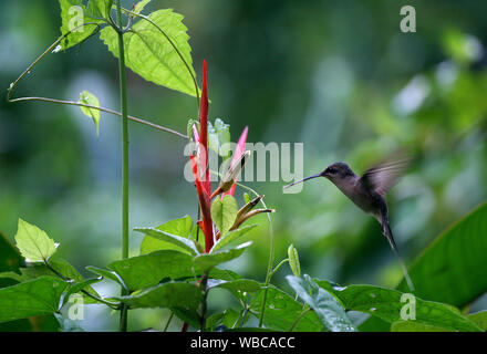 Hummingbird davanti a un fiore rosso con verde sfondo bokeh di fondo. Realizzati in Guiana francese Foto Stock