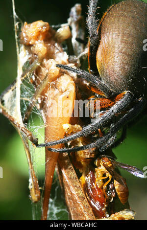 Una chiusura di un ragno in attesa su una ragnatela sul verde sfondo bokeh. fotografato in Guiana francese Foto Stock