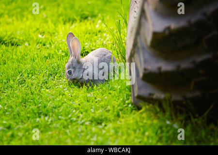 Il coniglio ha esaurito nella parte anteriore del carrello. La protezione della natura. La morte di animali da fattori technogenic Foto Stock