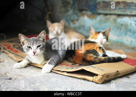 Strada sottile gatti nel villaggio tunisino dormendo su cartone Foto Stock