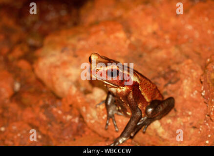 A FACCE LISCE toad (Rhaebo guttatus, precedentemente noto come Bufo guttatus) seduto in una nascosta oscura grotta rocciosa piano. Preso in Guiana francese Foto Stock