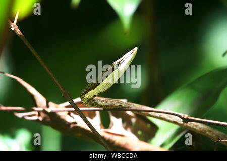 Un mimetizzata snake in Guiana francese Foto Stock