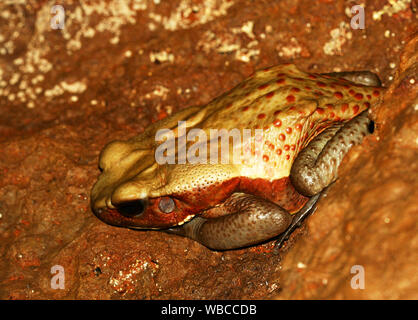 A FACCE LISCE toad (Rhaebo guttatus, precedentemente noto come Bufo guttatus) seduto in una nascosta oscura grotta rocciosa piano. Preso in Guiana francese Foto Stock