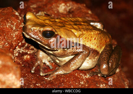 A FACCE LISCE toad (Rhaebo guttatus, precedentemente noto come Bufo guttatus) seduto in una nascosta oscura grotta rocciosa piano. Preso in Guiana francese Foto Stock