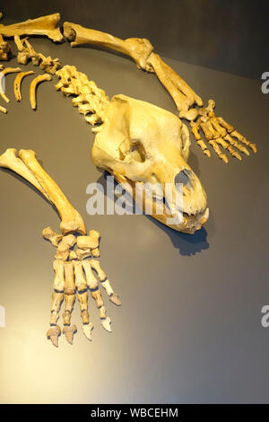 Scheletro (una parte) di (Ursus spelaeus). Origine dalla Grotta "Potocka Zjavka', Slovenia. Foto Stock