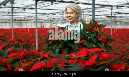 Vissuto di mezza età disponendo femmina Poinsettia piante mentre giardinaggio in serra Foto Stock