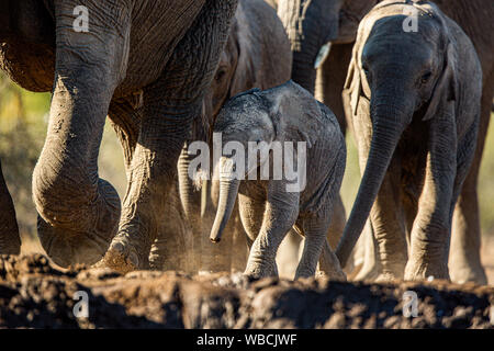 Un Baby Elephant passi fuori con altri membri della mandria come essi gara ad un waterhole sulla Riserva di Mashatu, Botswana. Essi sono il più grande animale di terra. Foto Stock