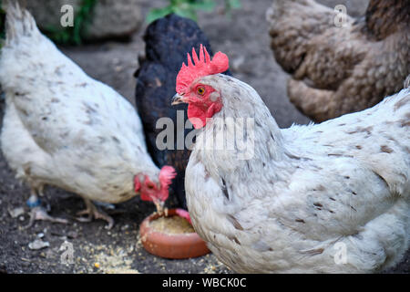 Pollo multicolori sono grani di becchettare al di fuori di un piatto di terracotta sul terreno Foto Stock