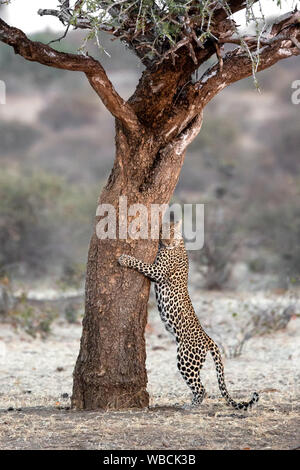 Una femmina di leopard picchetti fuori del suo territorio da parte di profumo segnando un albero in Mashata Game Reserve, Botswana Foto Stock
