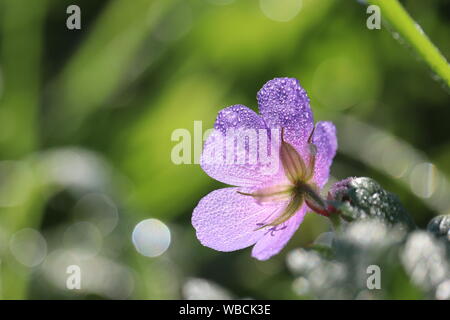 Gocce di acqua su un fiore, Geranium pratense fiorisce su un prato estivo, macro shot in presenza di luce solare. Pianta medicinale sul verde sfondo sfocato, rugiada Foto Stock
