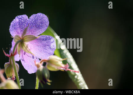 La rugiada su un fiore, Geranium pratense fiorisce su un prato estivo, macro shot in presenza di luce solare. Pianta medicinale su sfondo scuro, splendente di gocce di acqua Foto Stock
