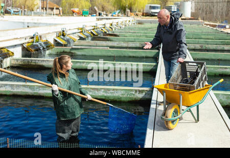 Proprietario maschio di allevamento di trote con assistente femmina per la cattura di pesce dal serbatoio all'aperto Foto Stock