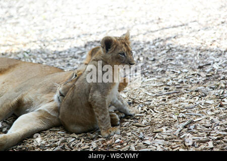 Leonessa con cucciolo a Lion Lodge, Port Lympne Wild Animal Park Foto Stock