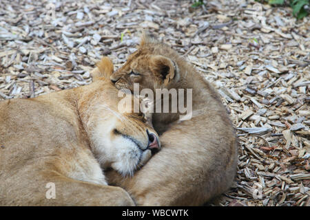 Leonessa con cucciolo a Lion Lodge, Port Lympne Wild Animal Park Foto Stock