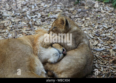 Leonessa con cucciolo a Lion Lodge, Port Lympne Wild Animal Park Foto Stock