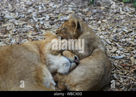 Leonessa con cucciolo a Lion Lodge, Port Lympne Wild Animal Park Foto Stock