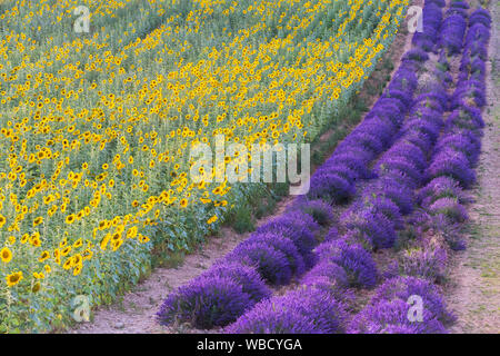 Una lavanda e campi di girasole , Valensole, Alpes-de-Haute-Provence, Provence-Alpes-Côte d'Azur, in Francia. Foto Stock