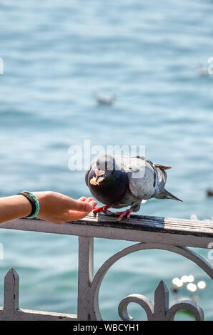 Foto verticale di donna alimentazione manuale piccione. Acqua sfocata in background. Alimentazione di piccioni, uccelli, animali. In alcuni paesi, piccioni di alimentazione potrebbe essere considerato come un reato penale. Illegale. Foto Stock