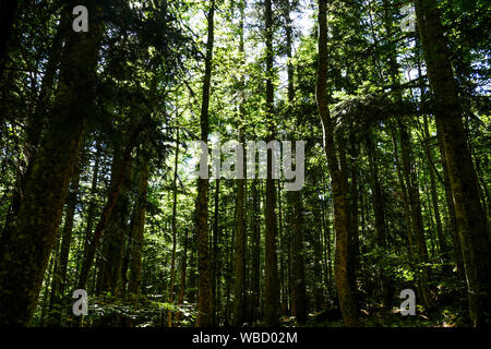 Abeti foresta, Corrençon, Vercors altopiano, Isere, Francia Foto Stock