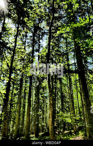 Gli abeti della foresta e filtrato digitalmente fotografia, Corrençon, Vercors altopiano, Isere, Francia Foto Stock