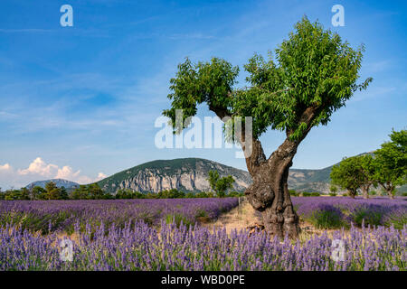 Campo di lavanda con albero, Lavandula angustifolia, Plateau de valensole, Francia, Provence-Alpes-Côte d'Azur, in Francia Foto Stock