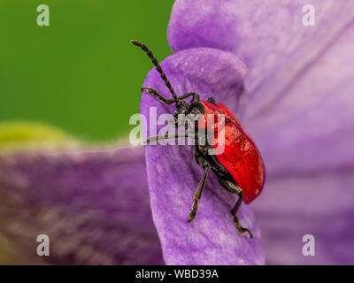 Scarlet Lily Beetle sul fiore viola Foto Stock