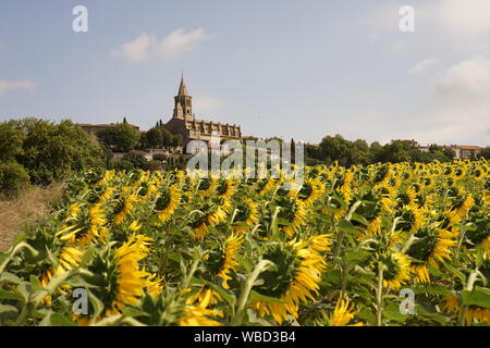 Un campo di girasoli in Francia rurale Foto Stock